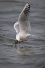 Black-headed gull (Chroicocephalus ridibundus) in summer plumage, flying above the sea surface,
