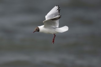 Black-headed gull (Chroicocephalus ridibundus) in summer plumage, in flight above the sea surface