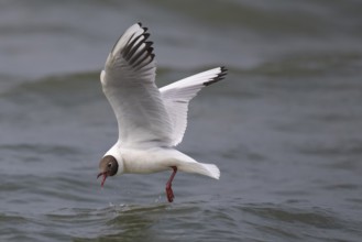 Black-headed gull (Chroicocephalus ridibundus) in summer plumage, in flight, looking for small