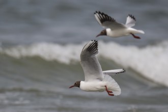 Black-headed gull (Chroicocephalus ridibundus) in summer plumage, flying above the sea surface,
