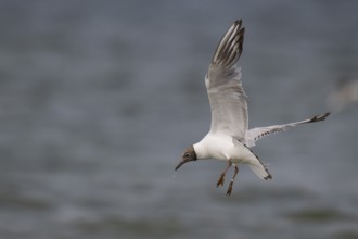 One-year-old Black-headed Black-headed Gull (Chroicocephalus ridibundus) in summer plumage, in