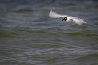 Black-headed gull (Chroicocephalus ridibundus) in summer plumage, in flight above the sea surface,