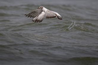 One-year-old Black-headed Black-headed Gull (Chroicocephalus ridibundus) in summer plumage, in