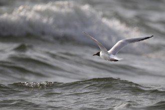 Black-headed gull (Chroicocephalus ridibundus) in summer plumage, flying over the sea surface in