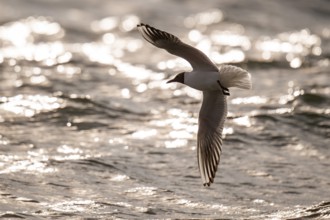 Black-headed gull (Chroicocephalus ridibundus) in summer plumage, flying above the sea surface,