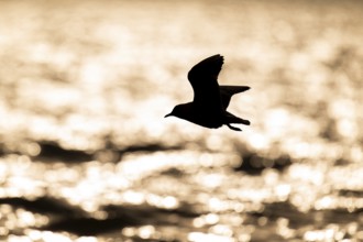 Black-headed gull (Chroicocephalus ridibundus) in flight over the sea surface, looking for small