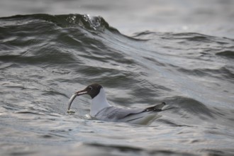 Black-headed gull (Chroicocephalus ridibundus) in summer plumage, swimming on the sea surface with