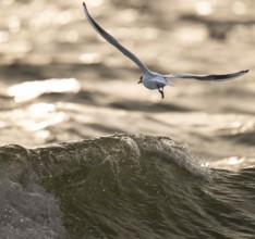 Black-headed Black-headed Gull (Chroicocephalus ridibundus) in summer plumage, in flight over the