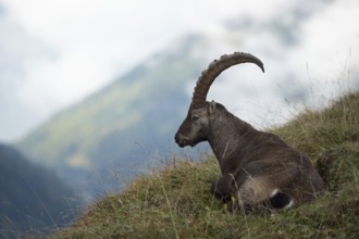 Lunch break in the Alps... Ibex (Capra ibex), Alpine ibex lying in the grass in beautiful