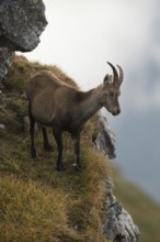 High up in the mountains...Capra ibex, adult female ibex standing in the mountains on a steep wall,
