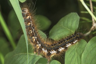A hairy caterpillar of the grasshopper (Euthrix potatoria) between leaves feeding on a blade of
