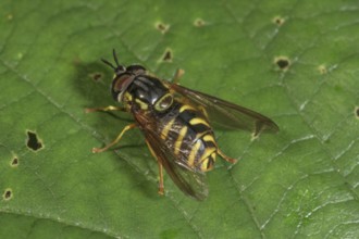 A wasp wasp fly (Chrysotoxum intermedium) basking on a leaf, Baden-WÃ¼rttemberg, Germany