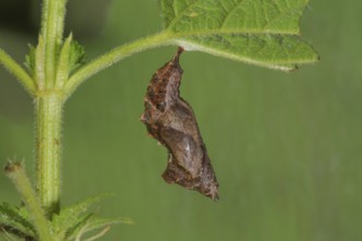 A pupa of the C-moth (Polygonium C-album) hanging on a stinging nettle leaf, Baden-WÃ¼rttemberg,