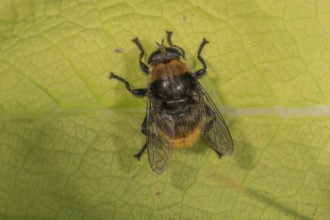 A bumblebee hoverfly (Volucella bombylans) sitting on a green leaf, its wings are visible,