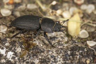 A lesser stag beetle (BDorcus parallelipipedus) crawls across the ground, Baden-WÃ¼rttemberg,