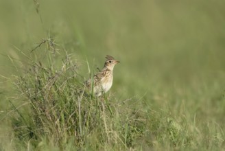 With erect feather cap... Skylark (Alauda arvensis) sitting in the grass of a meadow, endangered