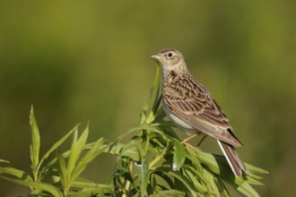 Attentive... Skylark (Alauda arvensis), native character bird, typical songbird, ground-nesting