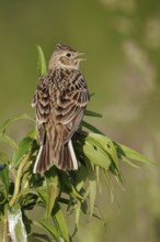 Looking over the shoulder... Skylark (Alauda arvensis) sings with its feather cap raised on a field