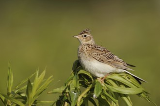 Bird of the open fields... Skylark (Alauda arvensis), endangered in many places, formerly common