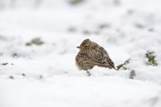 Skylark (Alauda arvensis) in winter, sitting, resting thickly ploughed up in the high snow on a