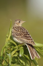 Looking back... Skylark (Alauda arvensis), native bird of character, typical songbird,