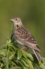 Attentive... Skylark (Alauda arvensis), native character bird, typical songbird, ground-nesting