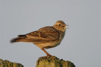 Skylark (Alauda arvensis) standing, sitting on a fence post, singing, courtship display, typical
