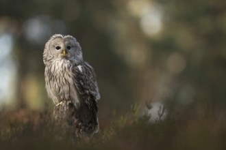 Reintroduction project... Ural owl (Strix uralensis), rare native owl, typical hunter, forest owl,