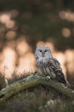 Early in the morning at sunrise... Ural owl (Strix uralensis), rare, endangered European owl