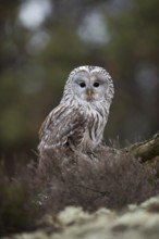 Penetrating gaze... Ural owl (Strix uralensis), owl sitting on the ground in a clearing in the