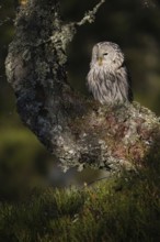 Resting during the day... Ural owl (Strix uralensis) resting at the edge of a forest, at the edge