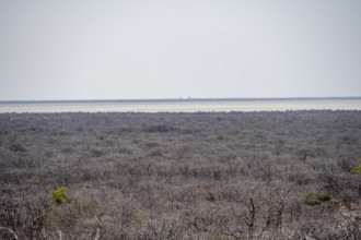 Vast dry landscape with bare trees, view of white salt pan, Makgadikgadi salt pans, Botswana