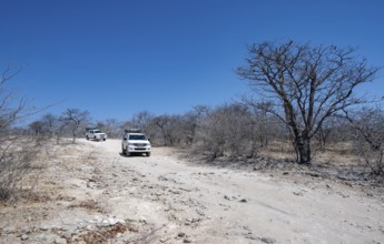 Two off-road vehicles between dry bushes on a sandy track, Makgadikgadi salt pans, Botswana