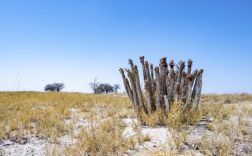 Flowering cactus (Hoodia currorii) in arid landscape, Makgadikgadi salt pans, Botswana