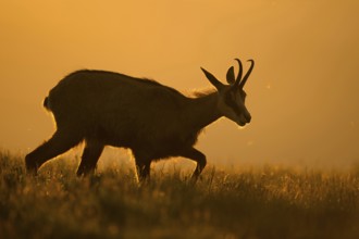 When the sun rises... Chamois (Rupicapra rupicapra), chamois moving across a mountain meadow, a