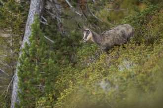 Between the mountain pines... Chamois (Rupicapra rupicapra), chamois in the vegetation of a steep