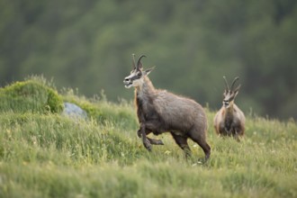 Wild chase... Chamois (Rupicapra rupicapra), two chamois engage in a wild chase, chase each other,