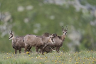 Herd of chamois... Chamois (Rupicapra rupicapra), female with a suckling fawn on a blooming spring
