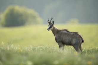 Chamois (Rupicapra rupicapra), chamois standing in the fresh grass of a spring blooming flower