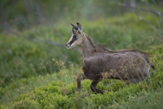 Jumping off... Chamois (Rupicapra rupicapra), young chamois, growing animal, running and jumping