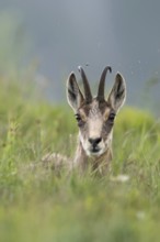 Take a break... Chamois (Rupicapra rupicapra) lying, resting in the high grass, flies buzzing