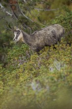 Between the mountain pines... Chamois (Rupicapra rupicapra), chamois in the vegetation of a steep