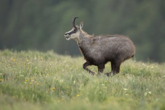 At a fast run... Chamois (Rupicapra rupicapra), rushing, running across a spring flowering meadow