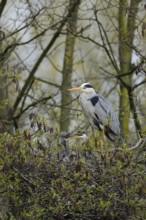 Offspring... Grey heron (Ardea cinerea) at the nest high in a tree, in an alder, adult bird