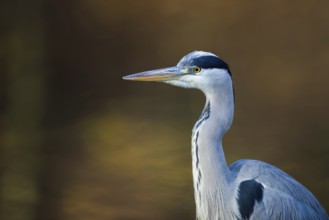 Portrait at the city pond...Grey heron (Ardea cinerea), detailed close-up, head portrait in front