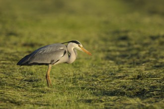 After the mowing... Grey heron (Ardea cinerea) searches a freshly mown meadow for food (mowing
