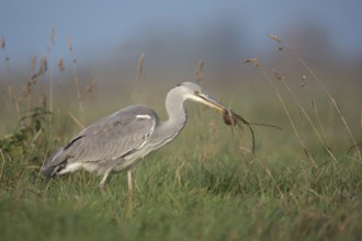 Catching mice... Grey heron (Ardea cinerea) after successfully catching prey with a mouse in its