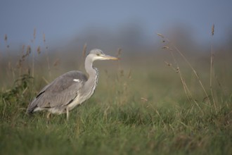 Food opportunist... Grey heron (Ardea cinerea) runs through the tall grass of a meadow in search of
