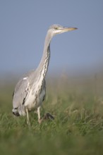 Research... Grey heron (Ardea cinerea) striding through a high meadow while hunting, particularly