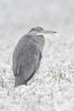 Grey heron (Ardea cinerea) stands in winter in heavy snowfall on a snow-covered meadow, in a field,